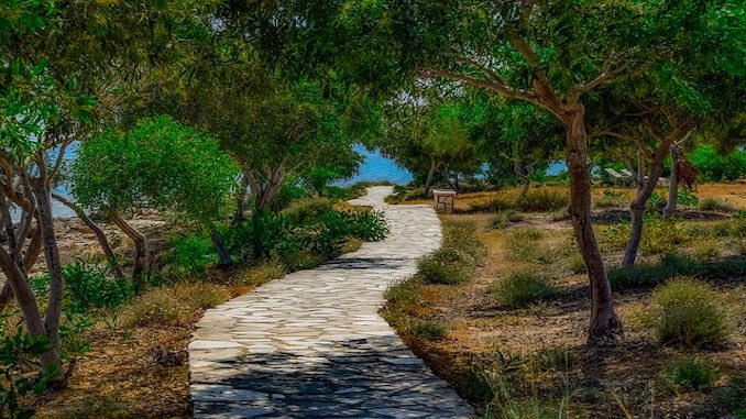 Zypern Urlaub Olivenbaum
