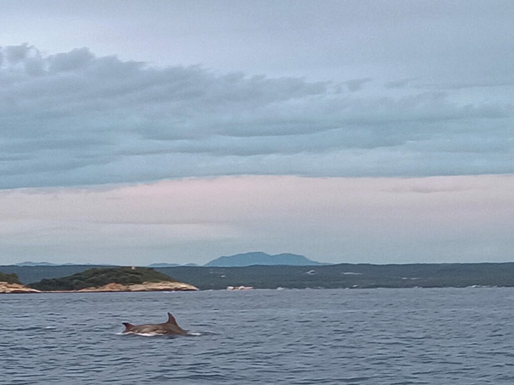 Rovinj Delfin Tour Erfahrungsbericht // Bild: Eigenes